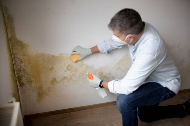Best Water Damage & Mold Remediation  in Hopkinsville, KY